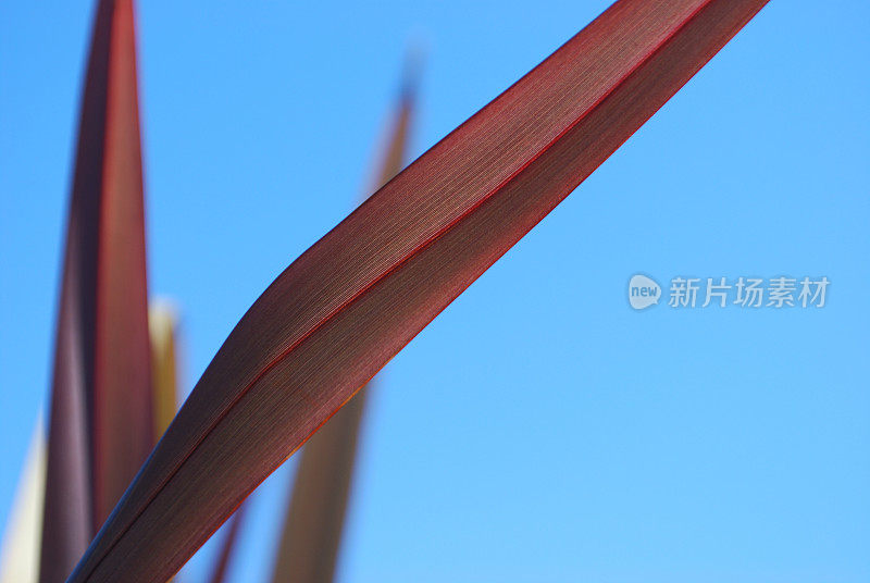 Phormium 'Jester'，新西兰亚麻